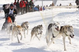 Lenk 2012 SM